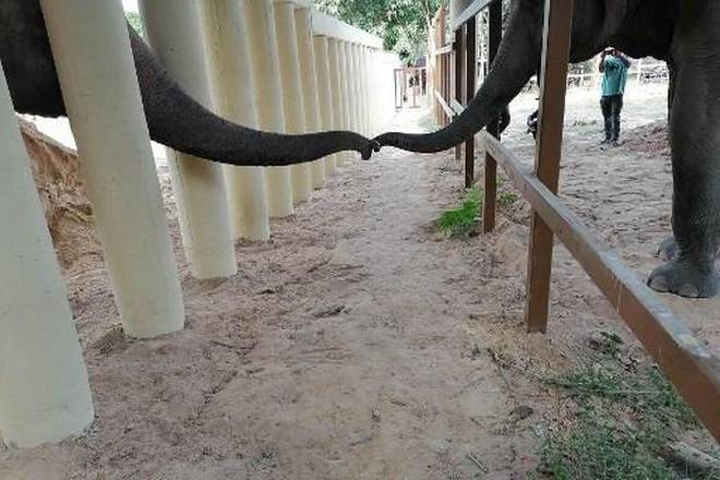 Lonely no more: Kaavan the elephant makes new friend